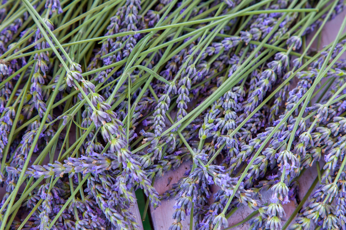 Lavender 'Grosso' Live Plant in 2.5 Inch Pot - Aromatic Purple Flowering Perennial - Lavandula × intermedia 'Grosso'