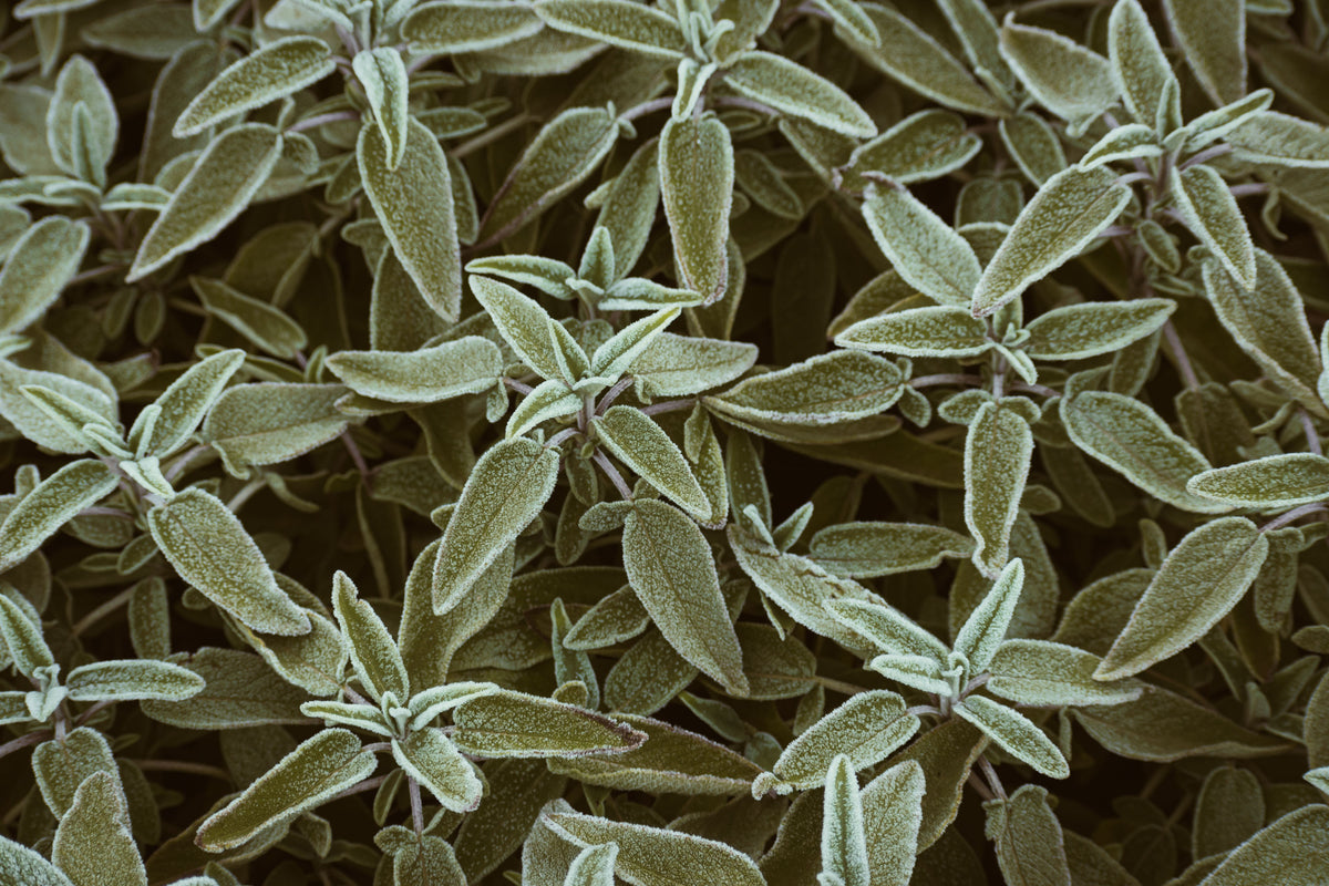 Common Sage Live Plant Seedling – 5-8 Inch - Salvia officinalis - Aromatic Culinary Herb for Gardens and Containers