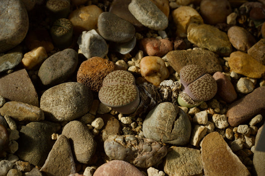 10 Assorted Lithops Succulents - 4 Year Old Living Stones - Bare Root - Unique Colors and Patterns - Drought-Tolerant Variety