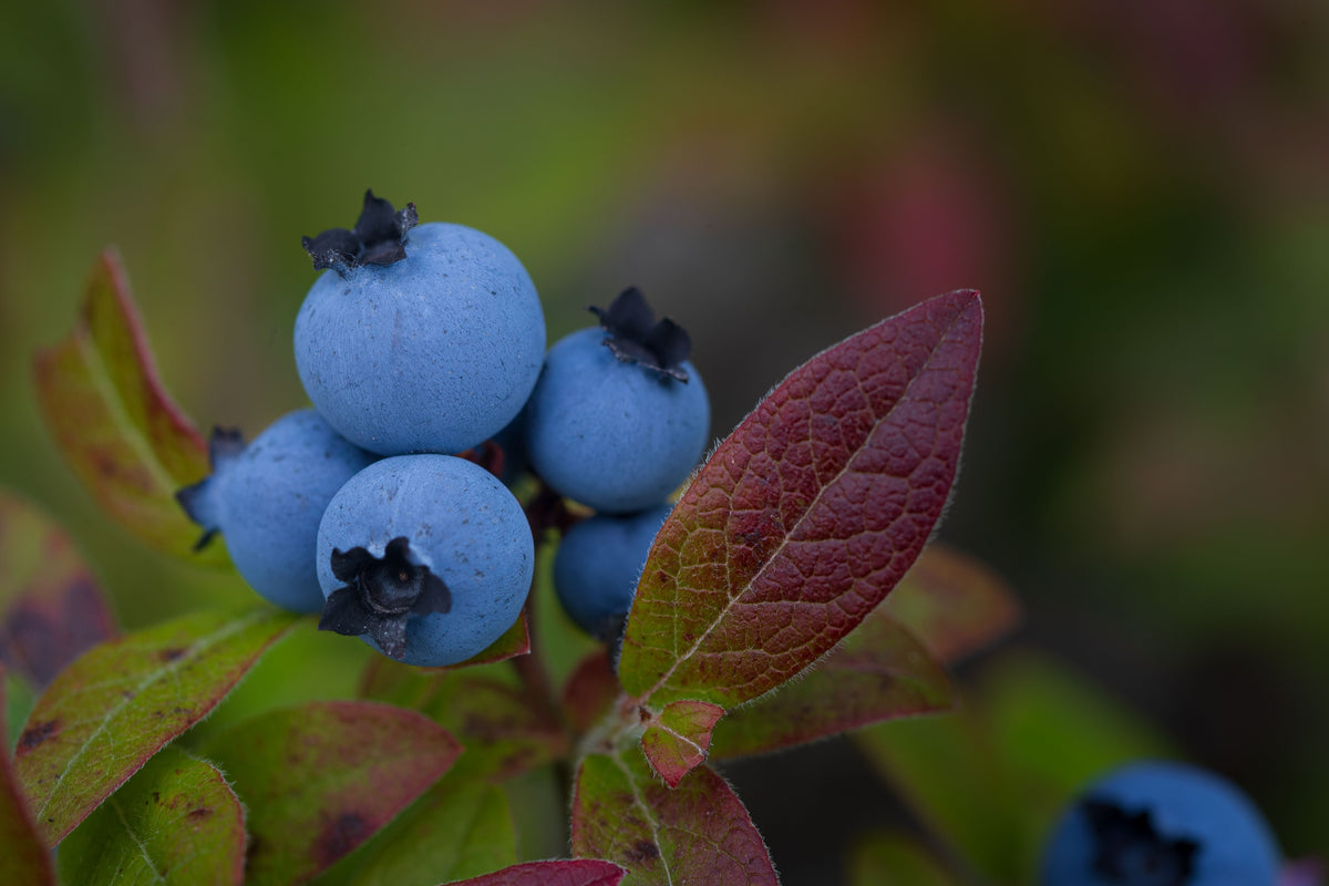 2 Live Blueray Blueberry Plants - Fruit Bearing Shrub Seedlings - Vaccinium corymbosum - Edible Landscape Garden Starter