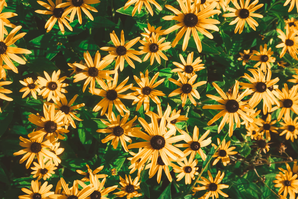 Goldblitz Black Eyed Susan Live Plants 3 Rooted Starters 1 Qt Pots Rudbeckia fulgida Yellow Perennial Flowers