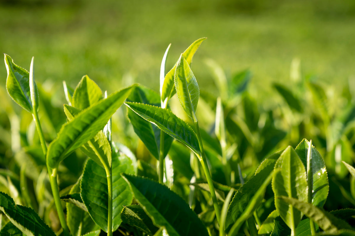 Organic Tea Plant Starter - 6-12 Inch - Camellia sinensis - Edible Evergreen for Gardens & Containers