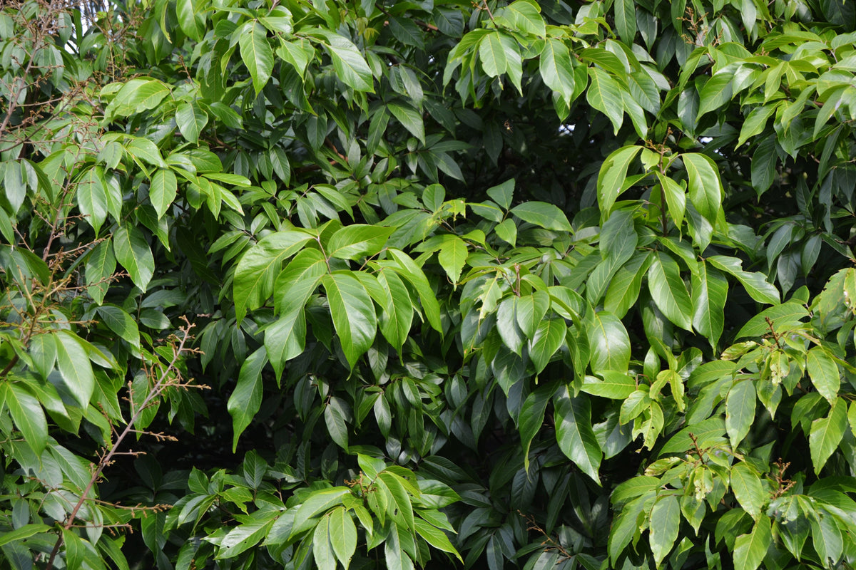 Ylang Ylang Live Plant 6-Inch Pot Fragrant Flower Tree Cananga odorata Tropical Evergreen for Gardens & Containers