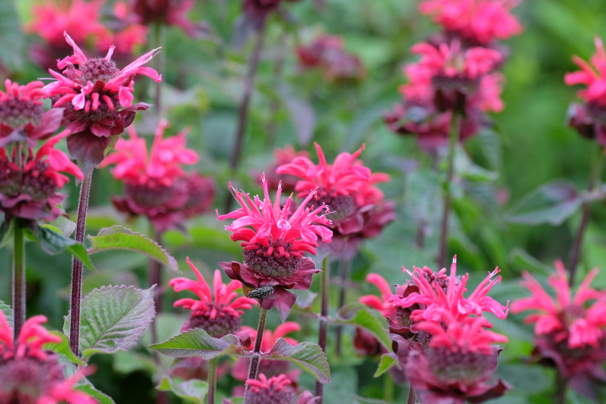 Bee Balm Live Plants - 3 Rooted Starters in 1 Quart Pots, Bright Pink Flowers, Monarda didyma 'Bee You Bee Free'