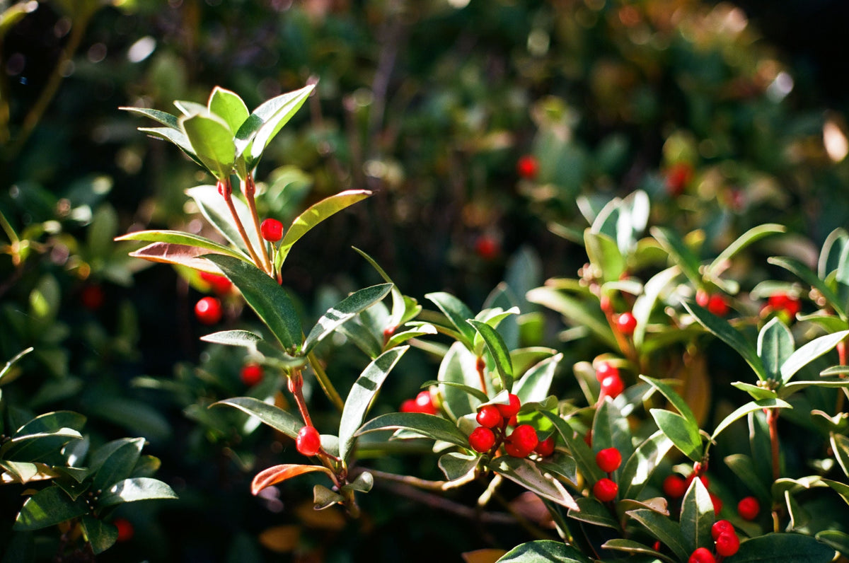 Nellie R. Stevens Holly Starter Plant - Live Evergreen Tree - Ilex × 'Nellie R. Stevens' - Glossy Green Foliage, Red Berries