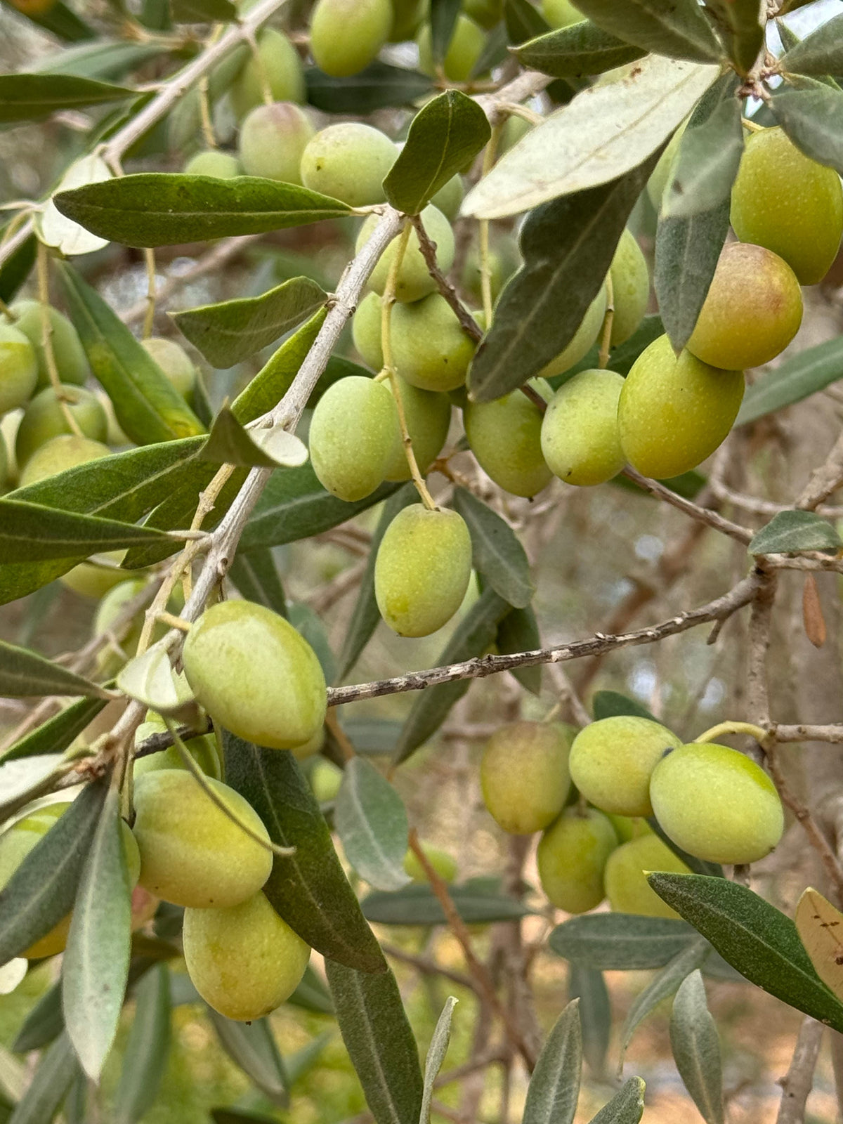 Arbequina Olive Tree Starter Plant 6-10 Inches - Olea europaea - Silvery-Green Foliage - Ideal for Containers & Edible Gardens