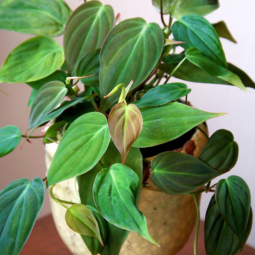 Philodendron Micans Plant - Rooted Starter - Velvet Leaf - Philodendron hederaceum var. hederaceum - Easy Care Houseplant
