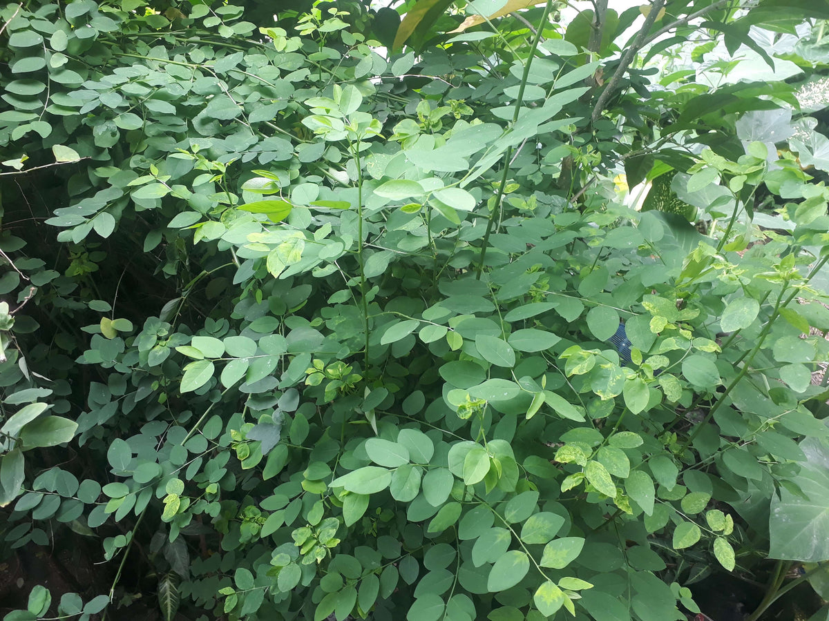 8 Unrooted Katuk Cuttings - Sweet Leaf Plant (Sauropus androgynus) - Nutty Flavor Tropical Edible Green for Gardens