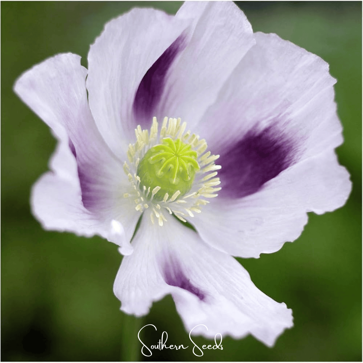 Blue Moon Poppy Seeds - 250 Pack - Papaver somniferum - Vibrant Blue Flowers for Garden or Landscape