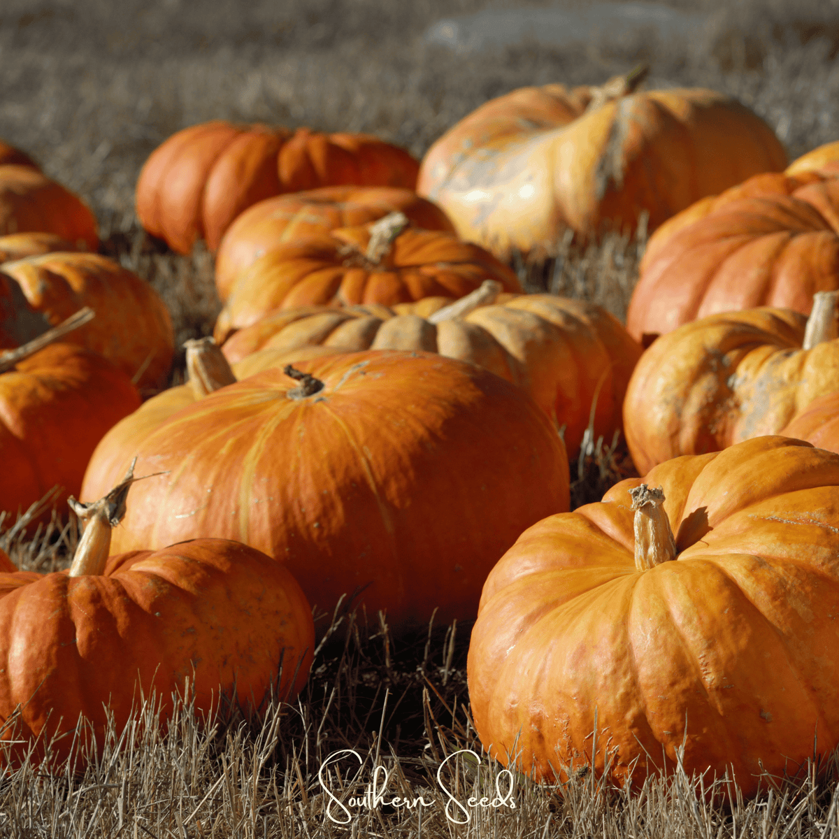 Cinderella Pumpkin Seeds - 10 Pack, Heirloom Variety, Cucurbita pepo