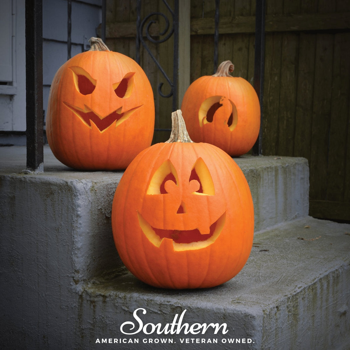 Jack O'Lantern Pumpkin Seeds - 20 Pack - Cucurbita pepo