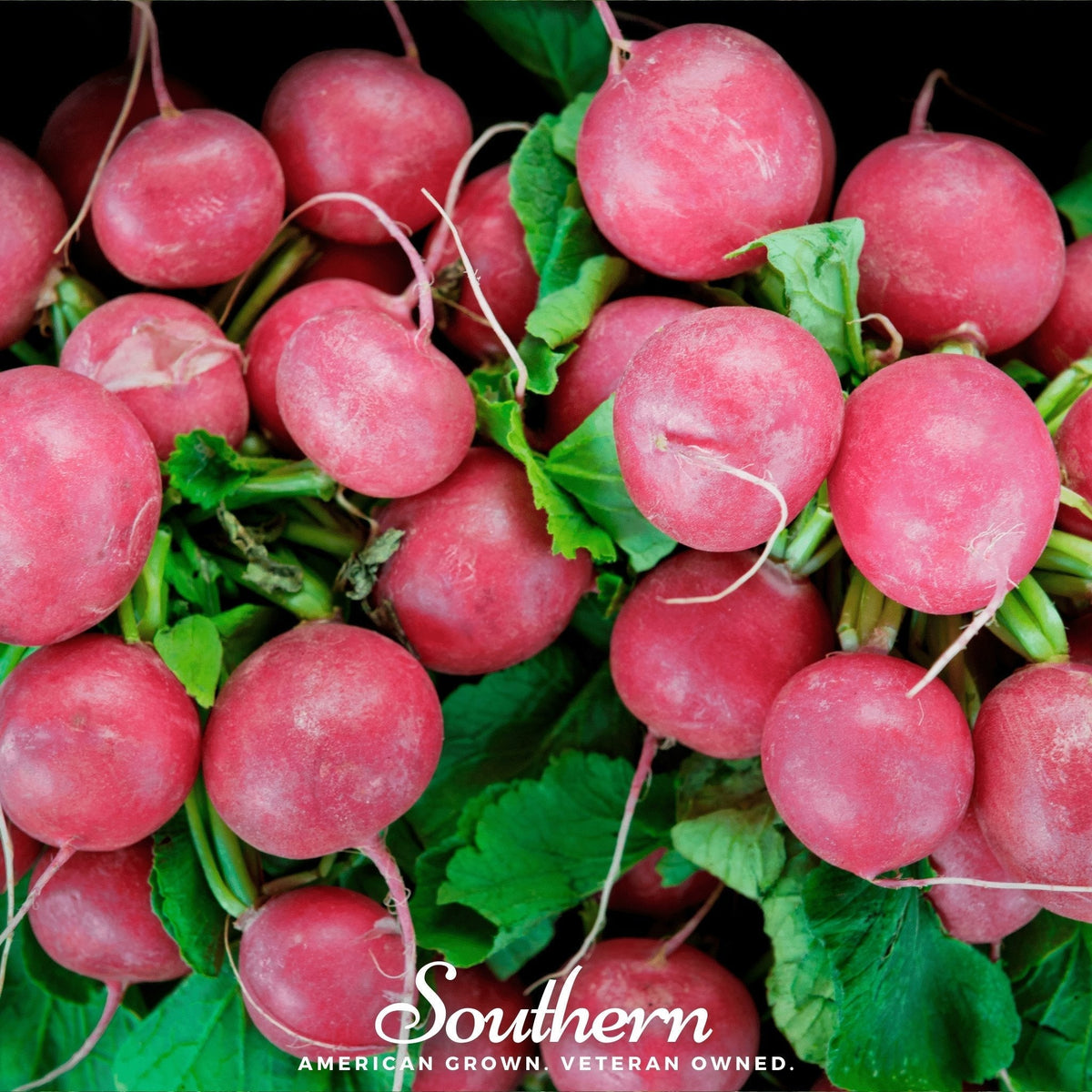 Cherry Belle Radish Seeds - 250 Count - Fast Growing, Crisp & Flavorful - Raphanus sativus