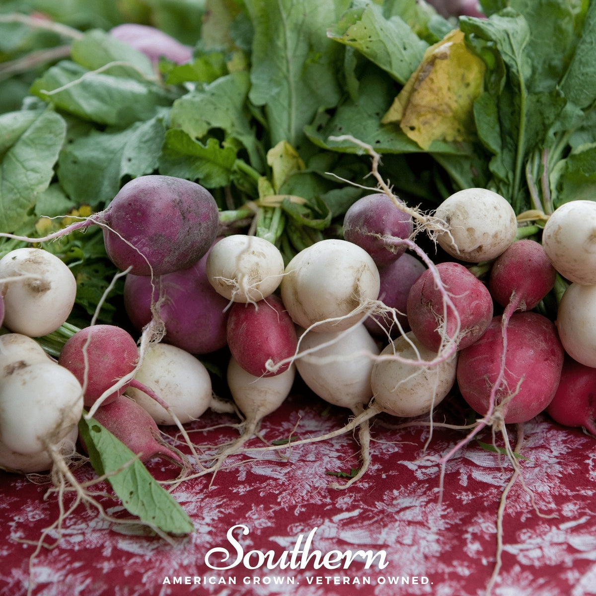 Easter Egg Radish Seeds - 250 Count - Colorful Varieties - Raphanus sativus