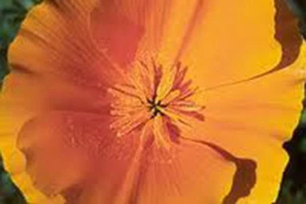 California Poppy Seeds, 100+ Seeds, Bright Orange, Eschscholzia californica, Ideal for Garden & Wildflower Mix
