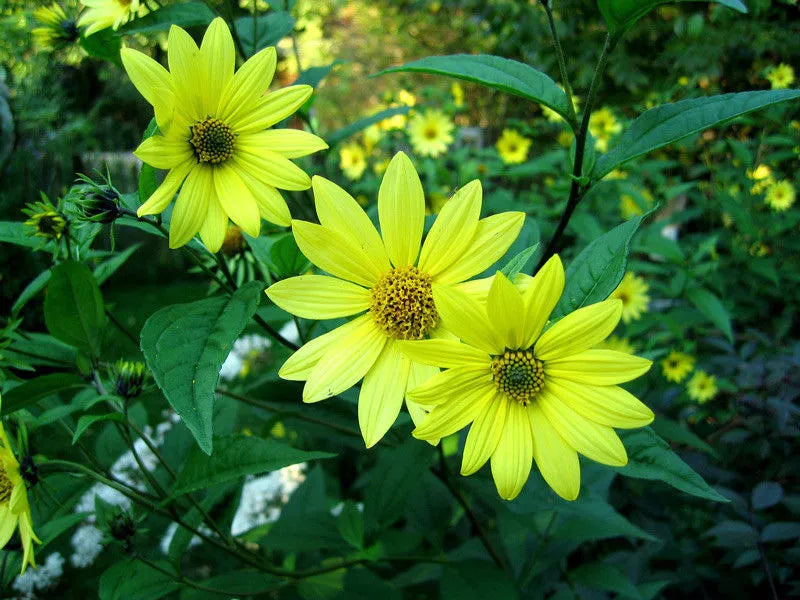 LEMON QUEEN SUNFLOWER Seeds - 80 Yellow Bloom Seeds - Helianthus annuus - USA Grown - Easy to Grow for Garden & Pollinators