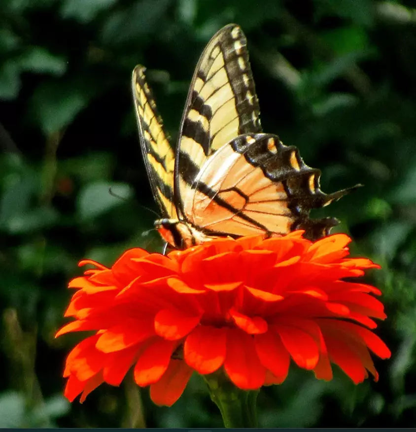 Zinnia Seeds 200 Non-GMO Orange King Double Variety for Pollinators Zinnia elegans