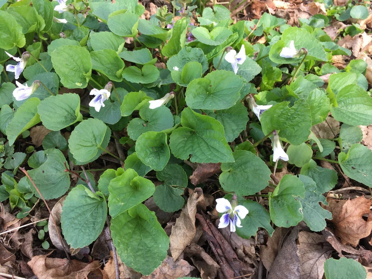Wild Violet Flower Plants - 12+ Bareroot Rhizomes, White Viola spp. for Garden, Attracts Butterflies, Low-Maintenance