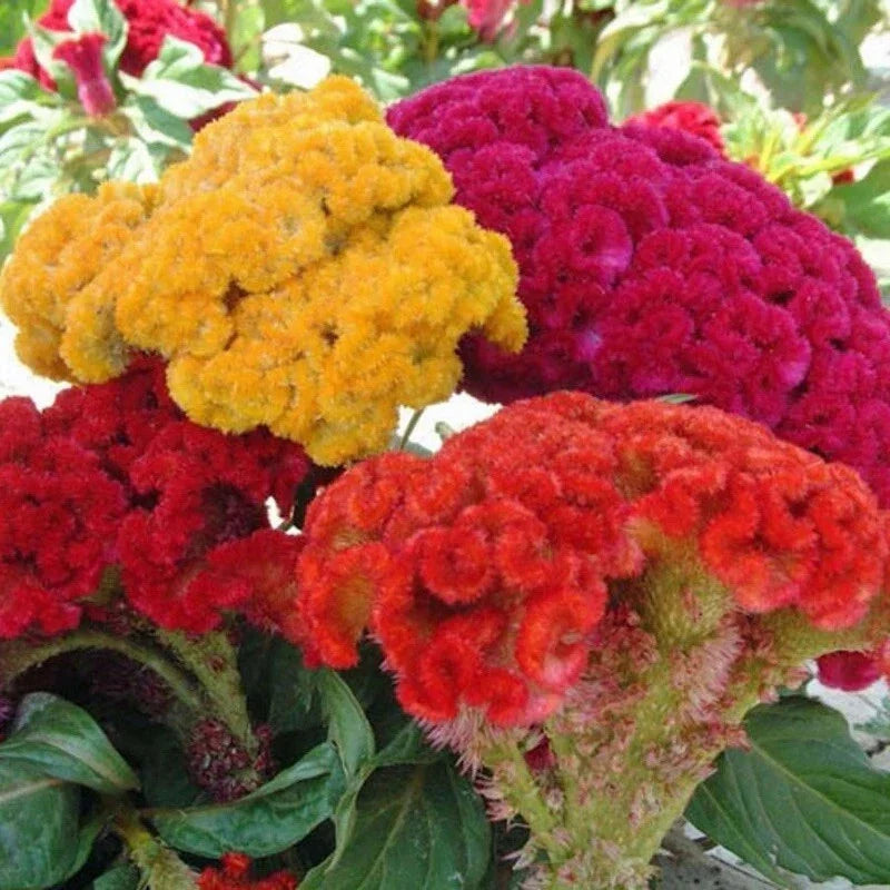 Celosia Cristata Seeds - 25+ Mixed Cockscomb Flower Seeds - Vibrant Colors for Garden Planting - Easy to Grow