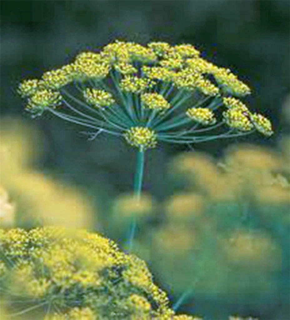 Dill Seed Packet - 100+ Heirloom Bouquet Non-GMO Seeds - Anethum graveolens - Culinary Herb for Cooking and Gardening