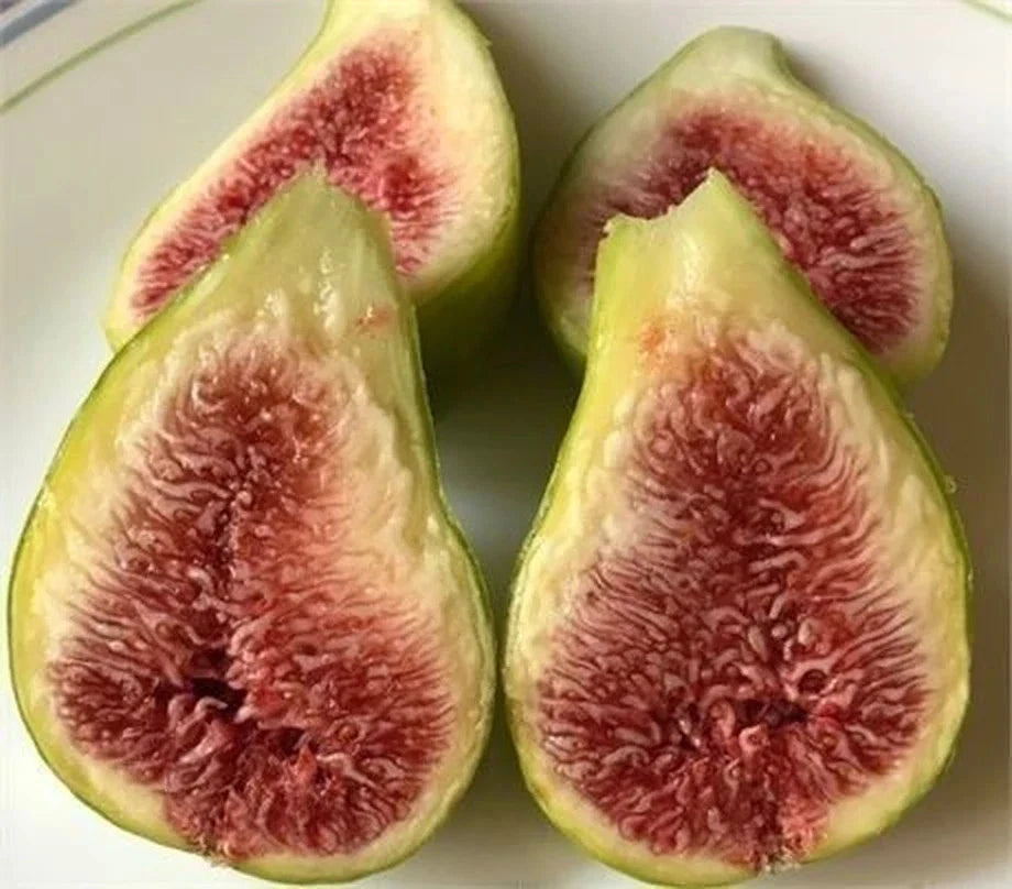 Fig Plant Bundle - 10 Varieties - Edible Figs - Ficus carica - Non-GMO Seeds for Home Garden