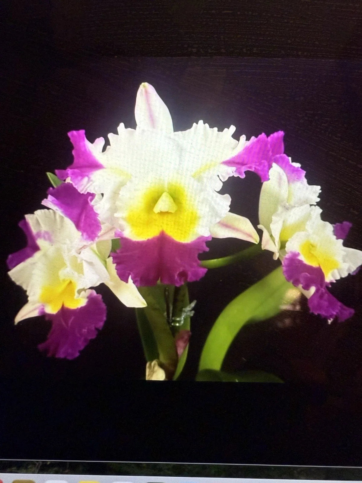 Cattleya Orchid Plant 3-4 Inch, Cattleya david Matsura, Vibrant Flowers, Indoor Houseplant, Low Maintenance, Fragrant Blooms