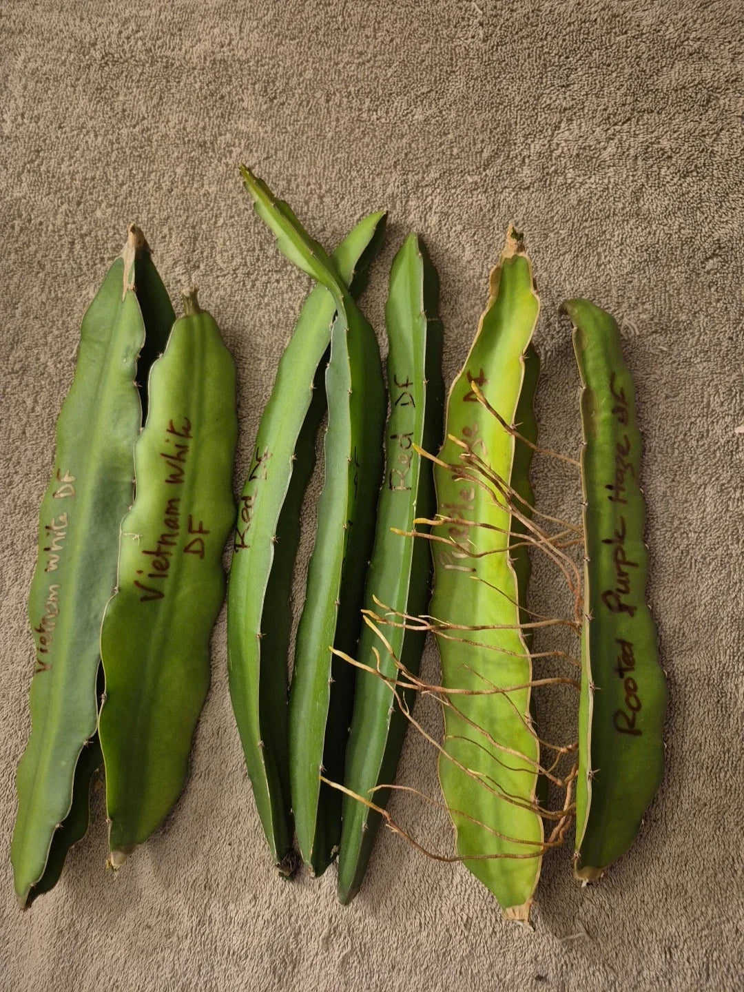 Lot of 6 Dragon Fruit Cuttings - Vietnam White, Red, Purple - Hylocereus undatus & Hylocereus costaricensis