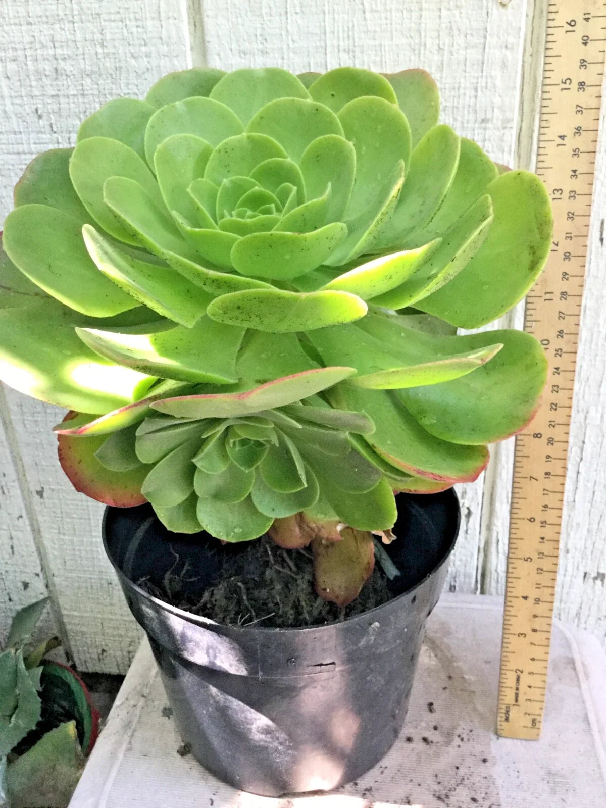 Large Rooted Aeonium Arboreum Succulent Green Rose - 15" x 8.5" - Drought-Tolerant Indoor/Outdoor Plant - Perfect for Container Gardening