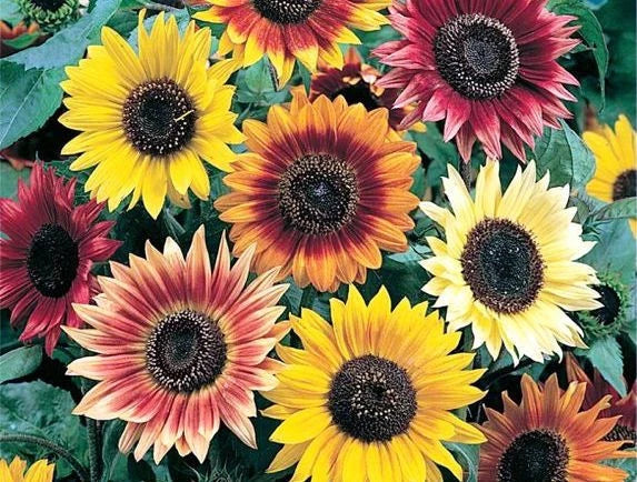 Sunflower Seeds Pack of 62 - Evening Colors Mix - Helianthus annuus - Vibrant Garden Flowers - GroCo USA