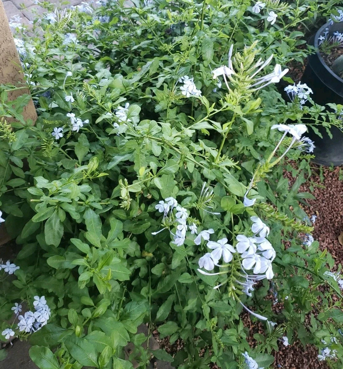 Cape Plumbago Cuttings - 8 Cuttings (5 Inches) - Imperial Blue Flowers - Plumbago auriculata - California Blues