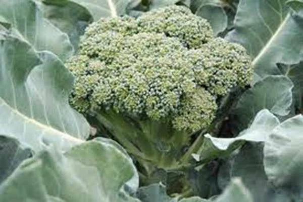 Broccoli Seeds - 25+ Heirloom Waltham 29 - Non-GMO Brassica oleracea - Healthy Vegetable Garden Seeds for Home Growing
