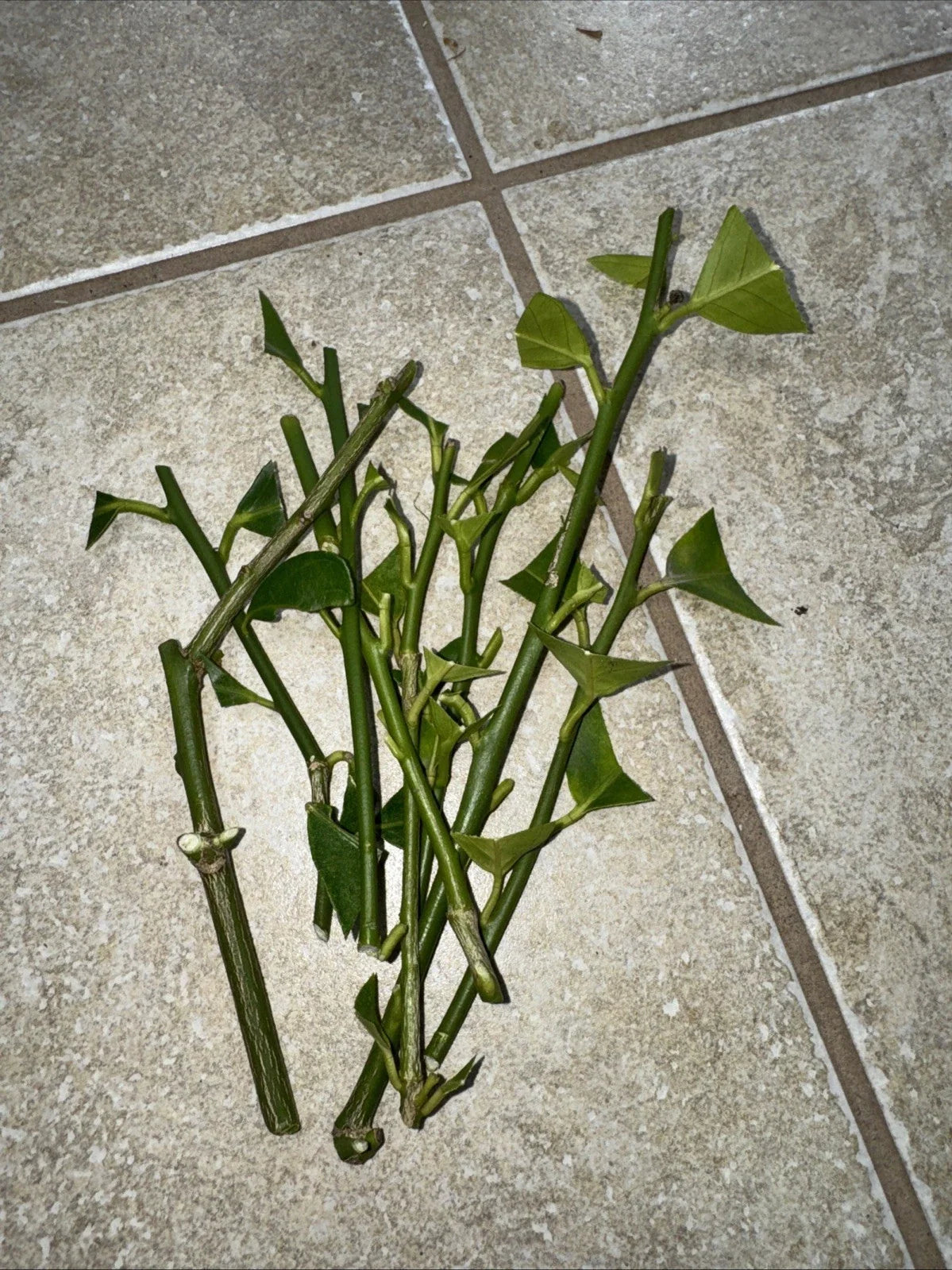 Meyer Lemon & Fukushu Kumquat Cuttings - Unrooted Citrus × meyeri & Fortunella margarita - Home Gardening Fruit Plants