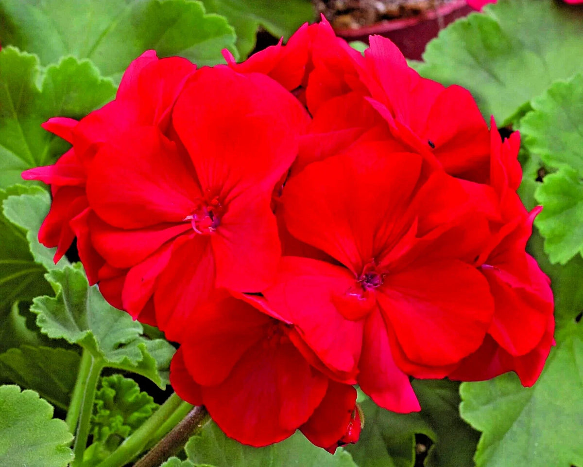 Geranium Cuttings 6" Unrooted Pelargonium Red Live Flower Plant for Gardening & Home Decor
