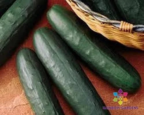 Thunder Cucumber Seeds - 25+ Pack - Non-GMO Cucumis sativus - USA Grown, Easy to Grow Garden Vegetables