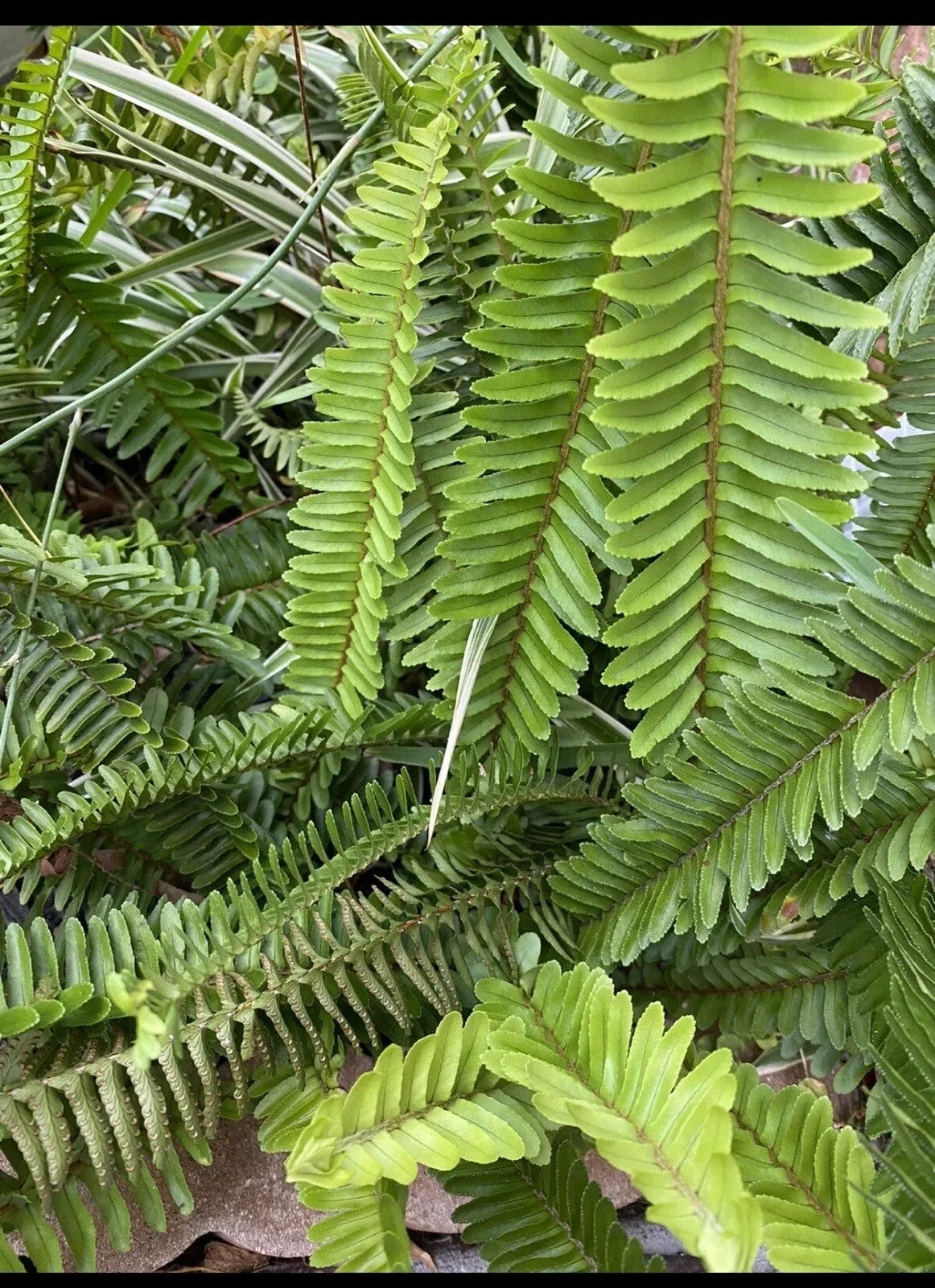 Boston Fern Plants - 8 Inch Live Set of 4 - Nephrolepis exaltata - Indoor/Outdoor Air-Purifying Greenery