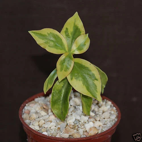 Variegated Pereskia Cactus 4" Pot - Rare Tropical Succulent, Unique Foliage, Indoor Plant - Pereskia aculeata