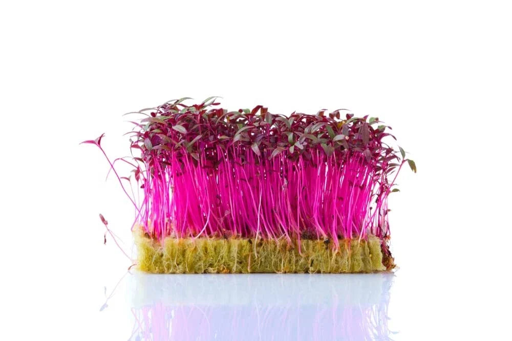 Red Amaranth Microgreen Seeds - 500 Count - Amaranthus tricolor - Edible Sprouts for Planting