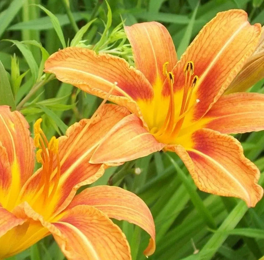 Daylily Plants 5 Bare Root Orange Lilies Hemerocallis Low Maintenance Perennials Full Sun Garden