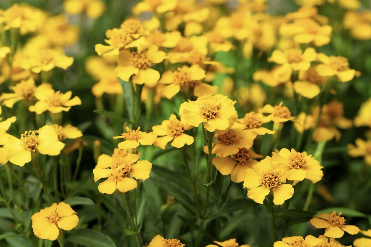 Tarragon Seeds 50+ Pack - Mexican Mint Herb Spice & Flower - Tagetes lucida - Aromatic Culinary and Medicinal Plant
