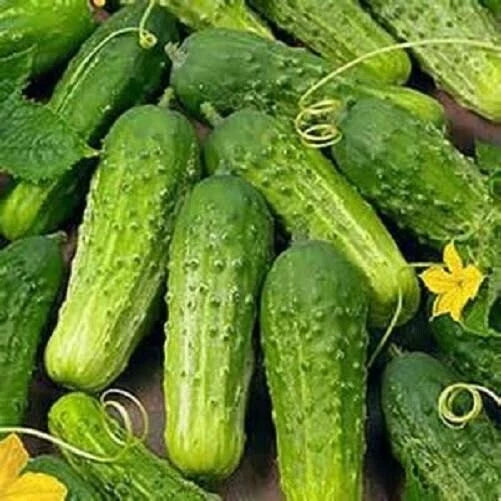 National Pickling Cucumber Seeds - 25+ Organic Non-GMO Heirloom - Cucumis sativus - Perfect for Homemade Pickles