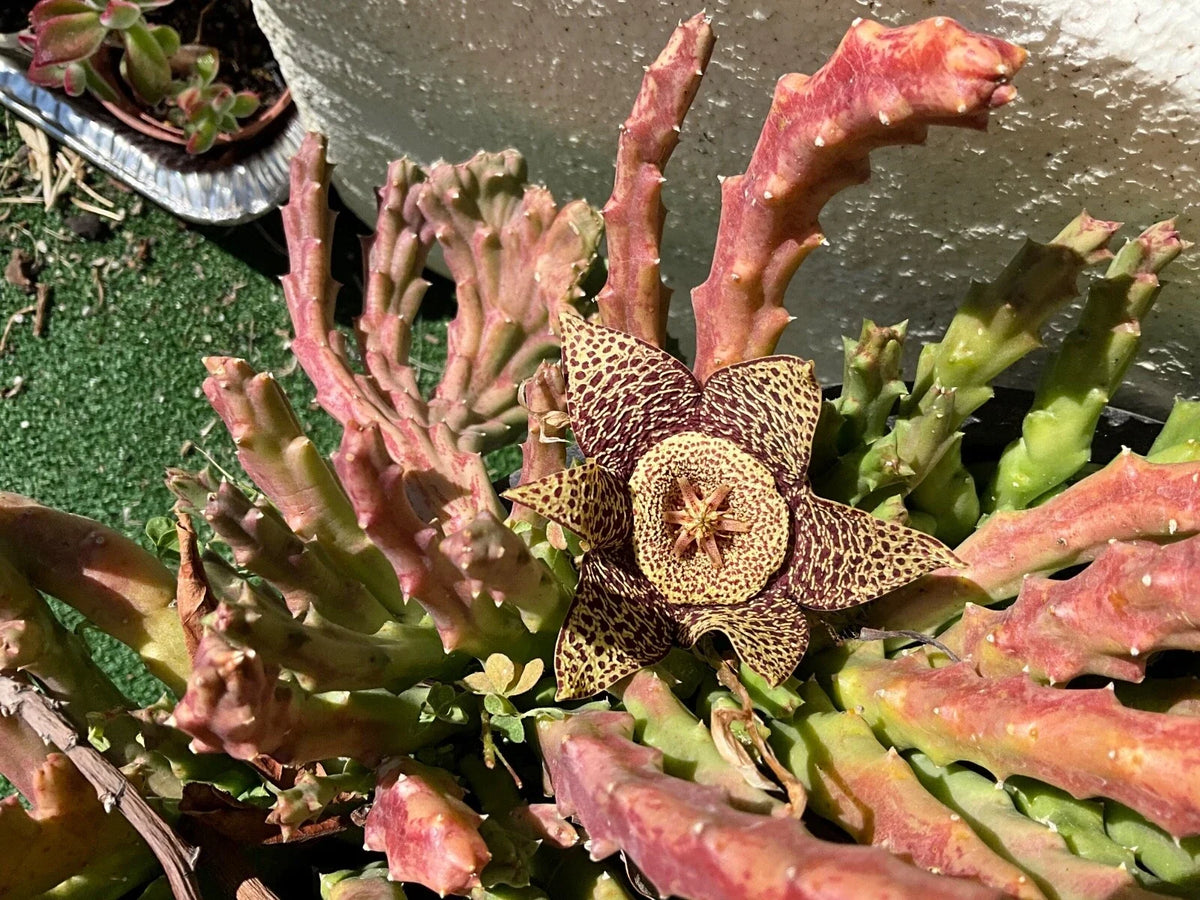 Stapelias Cuttings - 5 Variegated Star Cuttings - Unique Succulent Plant (Stapelia variegata) for Propagation and Gardening