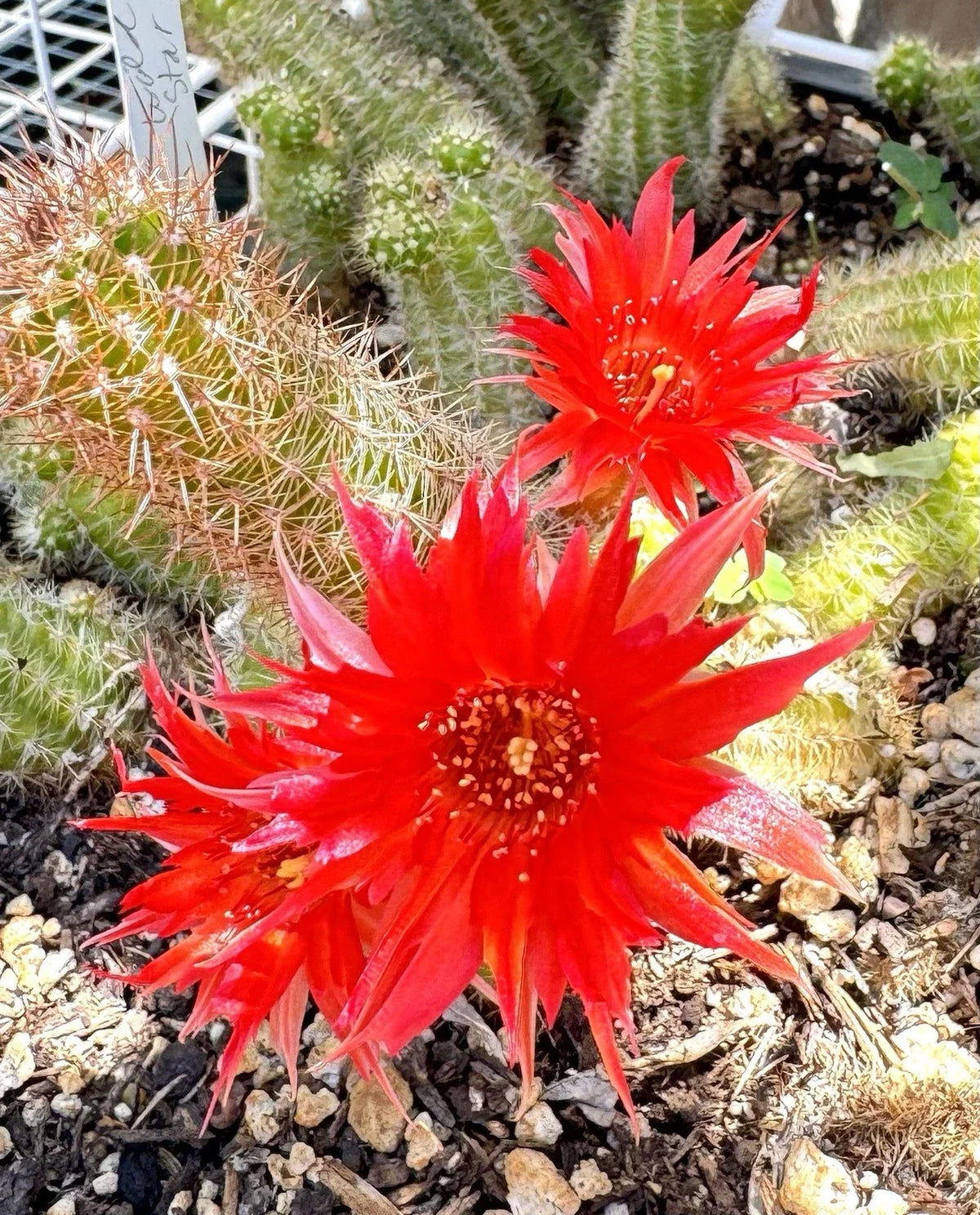 Peanut Cactus Plant - WILD STAR 2 European Hybrid - Chamaecereus silvestrii - Rooted in 4-Inch Pot - Easy Care Succulent