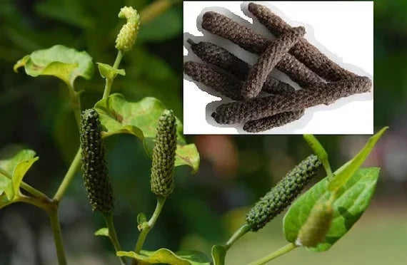 Long Pepper Vine Starter Plant - Rooted Herb for Culinary Use - Piper longum - Aromatic Indian Long Pepper Plant
