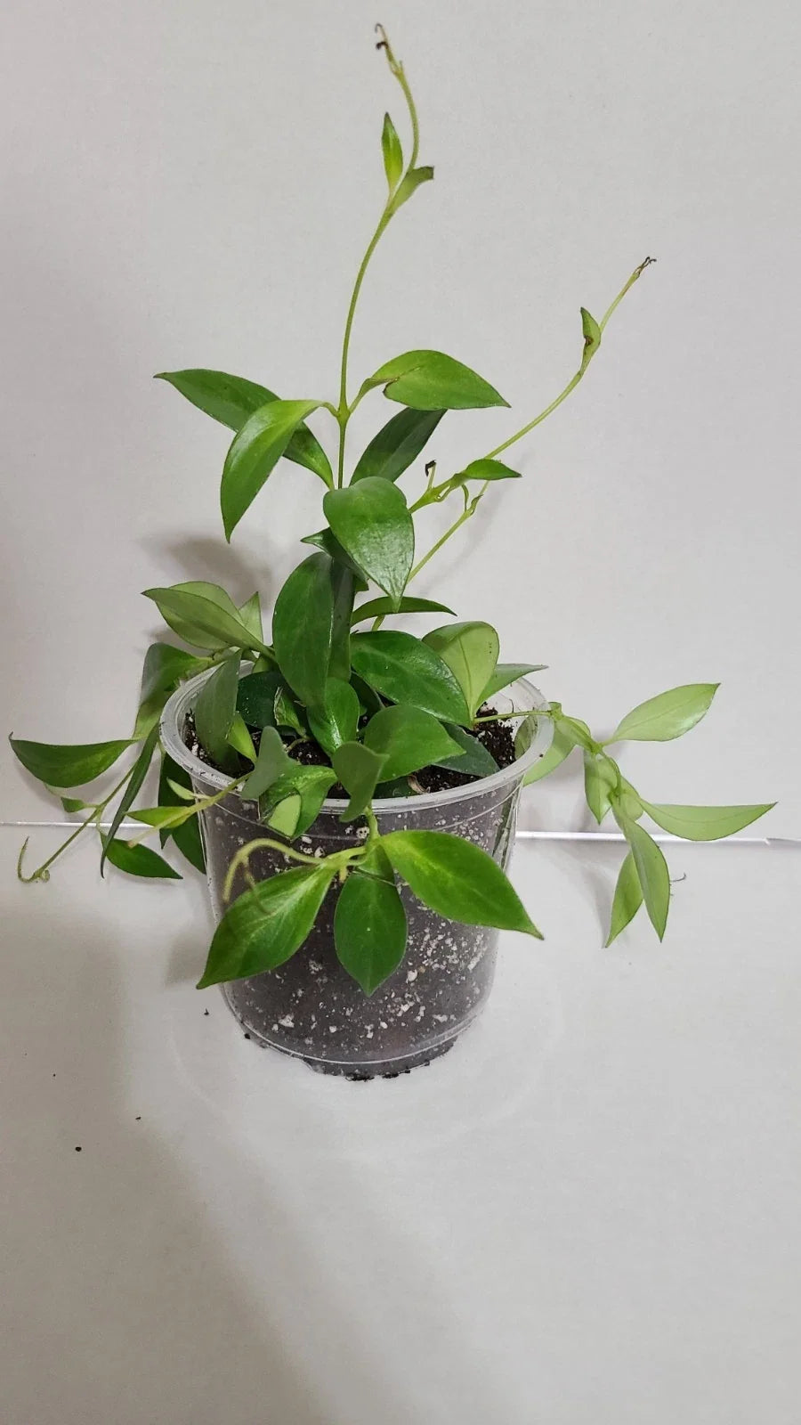 Lipstick Plant in 5 Inch Pot, Aeschynanthus radicans, Vibrant Green Foliage, Indoor Houseplant with Red Flowers