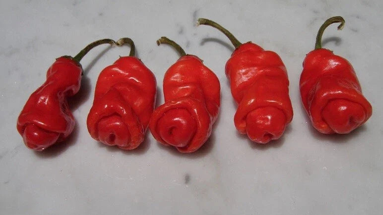 Red Peter Pepper Seeds - 10 Heirloom Seeds - Very Hot Chili - Capsicum annuum - Unique Gift for Gardeners and Spice Lovers