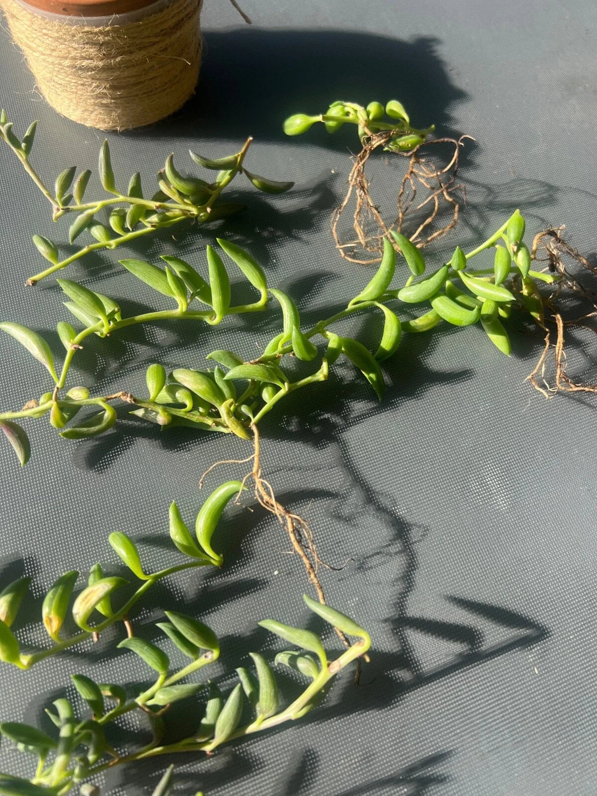 String of Bananas Cuttings - 3 Pcs - Senecio radicans - Easy Care Indoor Succulent for Propagation and Decoration