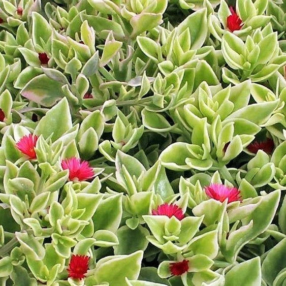 Aptenia Cordifolia Variegata Live Plant - 4 Inch Variegated Heartleaf Succulent - Bare Roots - Baby Sunrose