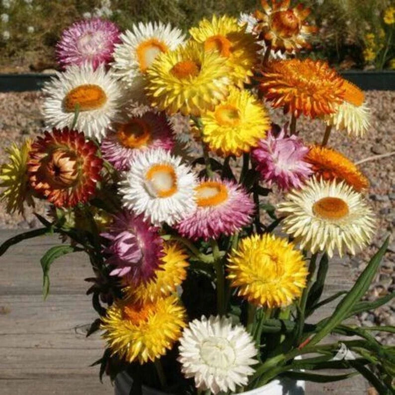 Wildflower Seed Pack - 100 Organic Non-GMO Seeds - USA Grown Everlasting Wildflowers - Various Species