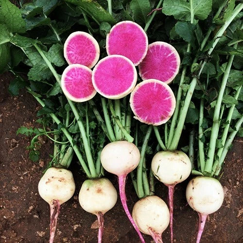 Watermelon Radish Seeds - Heirloom Pink Center White Daikon Shinrimei - Raphanus sativus - Non-GMO Vegetable Seeds Packet 100 Seeds