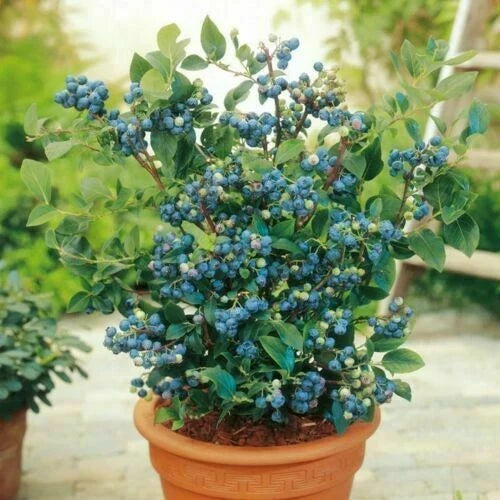 Blueberry Seeds - 100+ Dwarf Top Hat Variety - Sweet Edible Fruits - Vaccinium corymbosum - Perfect for Small Gardens