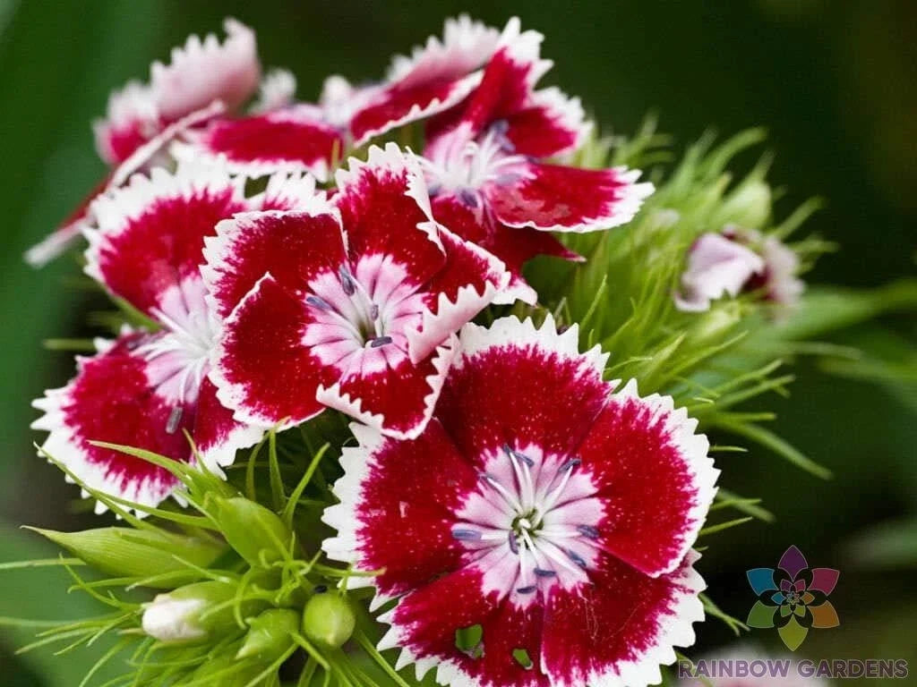 Red Chianti Carnation Seeds - 200+ Count | Dianthus caryophyllus | USA Grown, Non-GMO | Perfect for Garden Planting